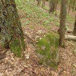 Новости Самолва - Ледовое Побоище